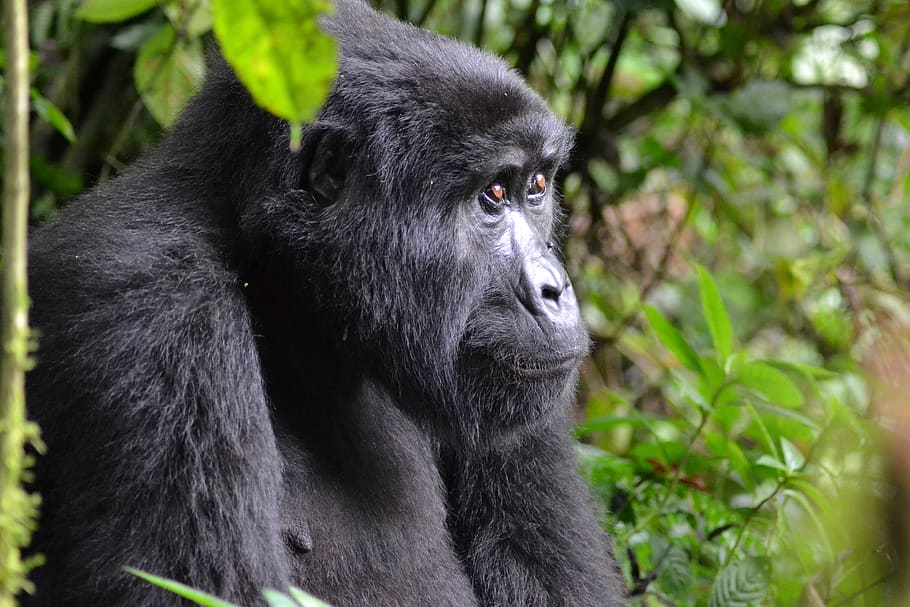 gorilla, uganda, bwindi, africa, rainforest, monkey, primate, national park, mammal, ape, reserve