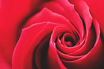 赤いバラの花、 自然、 花、 フラワーズ、 HDの壁紙、 愛、 赤、 ロマンス、 ロマンチック、 ローズ、 バラ