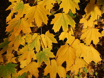 podzim, město, park, Pozadí, Příroda, lavice, zahrada, žlutá, list, sezóna, strom