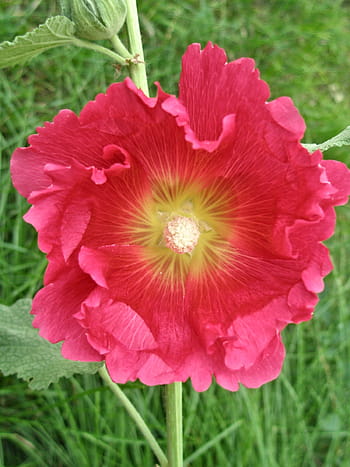 dark pink hollyhock, hollyhock, flower, pink, flowers, garden