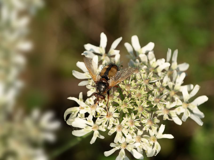 fly, insect, compound eyes, macro, nature, animal world, calliphora vicina, portrait, vision, close up, insect macro