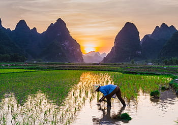 rice cultivation, rice fields, english farmers, agriculture, water, vietnam