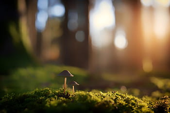 sfocatura, natura, erba, fungo, erbe, pianta, verde, bokeh, retroilluminazione, foresta, avvicinamento