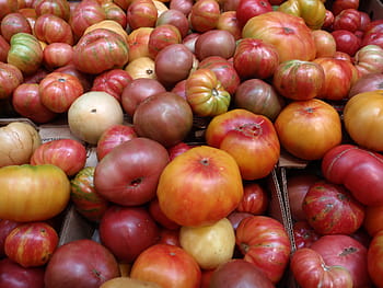 bunch, multi-colored, hierloom tomatos, sizes, abstract, agriculture, background, bell, bright, capsicum, cherry