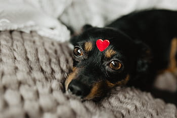 cão, coração, cabeça, animal de estimação, bonitinho, cachorro, adorável, amor, vermelho, dia dos namorados, pouco