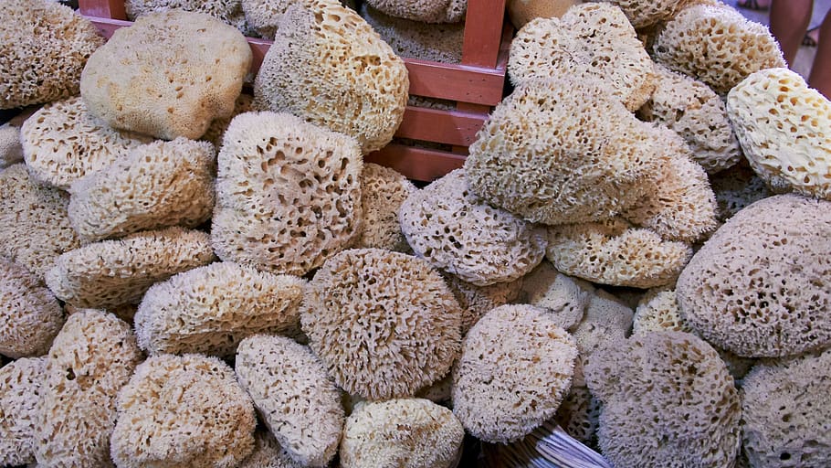 sponges, ocean, sea, underwater, wildlife, porifera, water, marine, life, living, diving