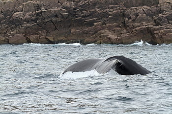 whale diving deep., humpback whale, newfoundland and labrador, canada, ecotourism, tourism, tourist, travel, animal, back, baleen