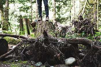 promeneur, permanent, grand, souche d'arbre, forêt, jambe, visible, Cadre, aventure, vert, arbre