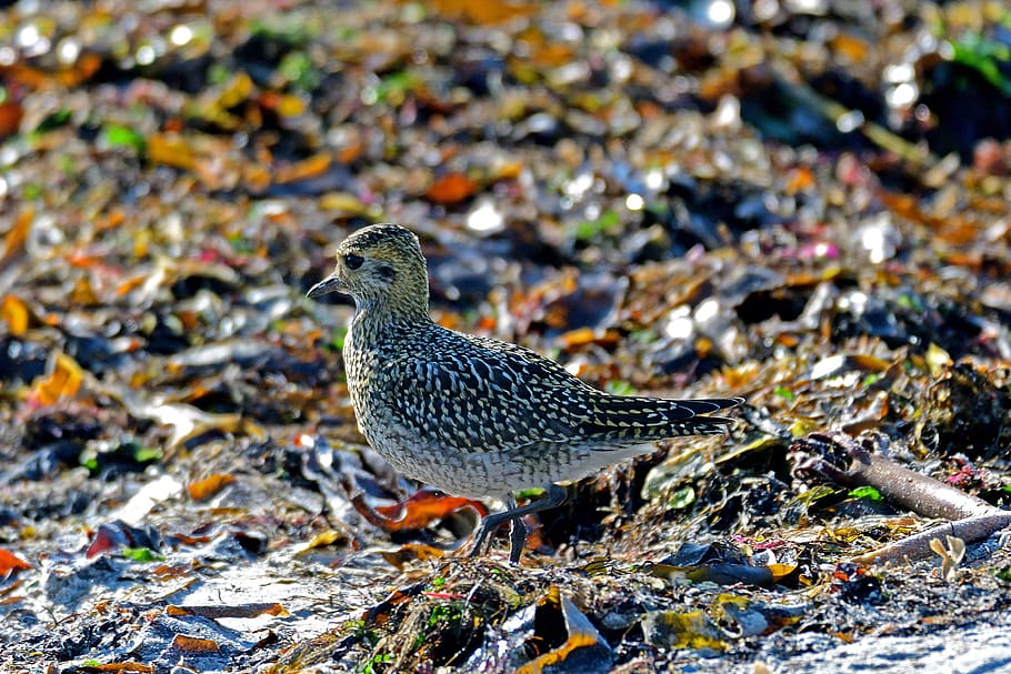 chlupatý plover, mikrodril, kulík, brodivý pták