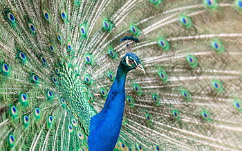 pássaro, pavão, penas, natureza, azul, verde, jardim zoológico, colorido