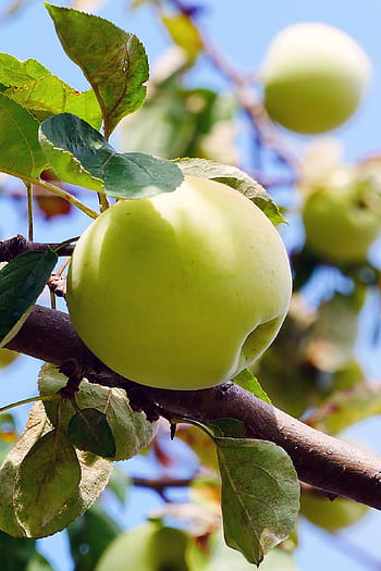 wild, yellow, apple, growing, branch., yellow apple, golden apple, apple tree leaves, apple tree, types of gree apples, apple photos