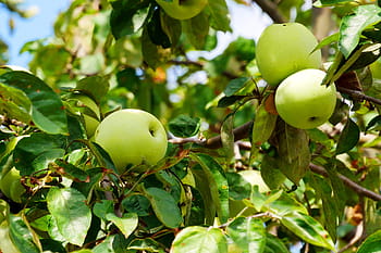 wild, yellow, apples, ripening, branch., yellow apple, golden apple, apple tree leaves, apple tree, types of gree apples, apple photos