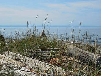 Pohled, zvuk, státu Washington, ostrov whidbey, Pacifický Severozápad, podvod, naplavené dříví, státní park, pláž, oceán, Příroda