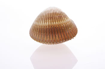 bone, close-up, closeup, coast, coastline, cockle-shell, conch, coral, cowrie, detail, empty