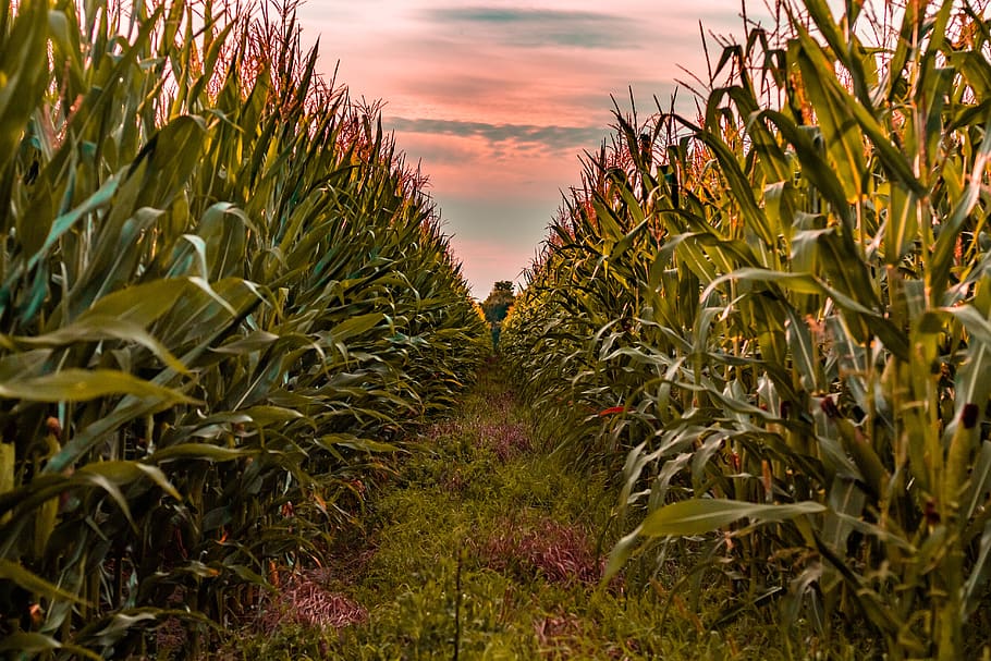 nature, plant, tree, at the court of, sky, corn, field, agriculture, natural, village, natural food