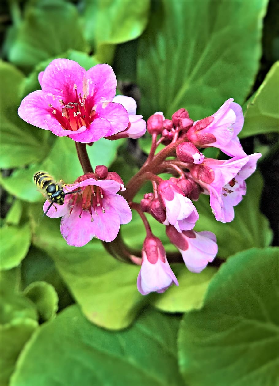 rostlina, květ, bergenia, zařízení na drcení skály, květina umbel, růžové květy, velký, Krásná, Jasný, včela, hmyz