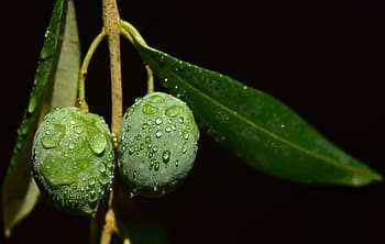 olive, bagnato, gocciolare, ramo d'olivo, umido, il giro, verde, avvicinamento, macro, foglia di ulivo, fresco