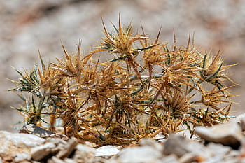 mediterranean plant, thorns, plant, flora, nature, mediterranean, thorny, sharp