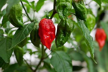 plant, ghost pepper, heat, garden