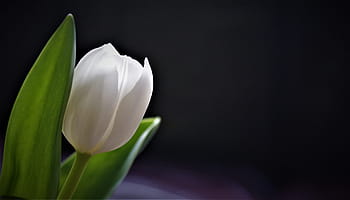 bílý Tulipán, Pozadí, tulipány, veselý, květ, jaro, Nizozemí, stálý život, čerstvý