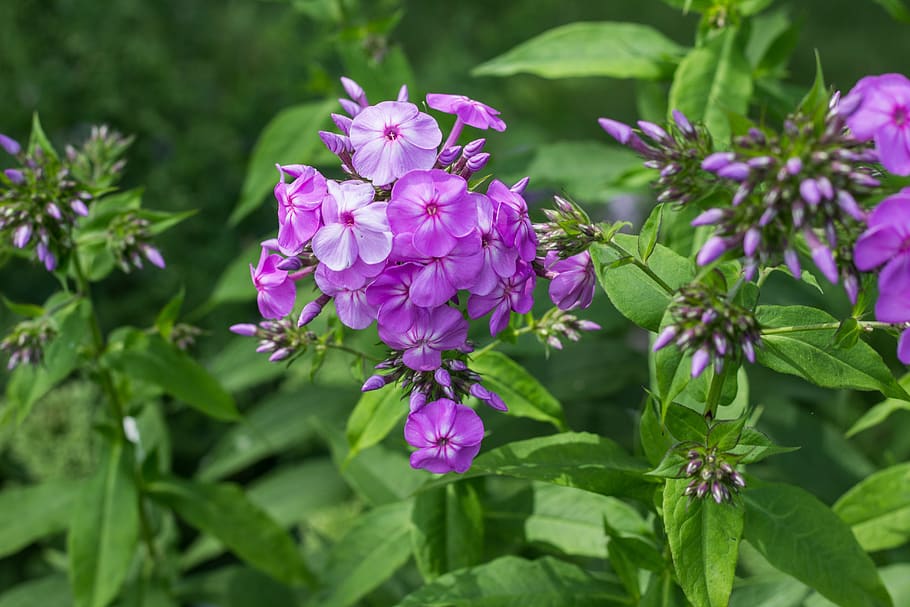 phlox, pink, purple, flower, floral, botanical, macro, nature, garden, blooming, summer