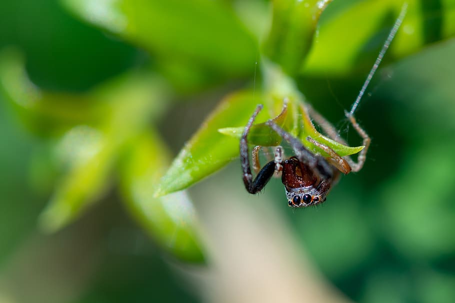 skákání pavouk, pavouk, hmyz, makro, web, Příroda, pavoukovec, volně žijících živočichů, pavoučí síť, oči, chlupatý