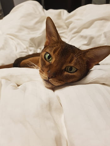 고양이, 심연의, 꿈, 동물, 모피, 쇼트 헤어, 심해, 수염