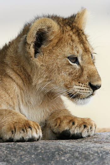 baby animal, lion, africa, wildlife, lion cub, lion babies, childhood