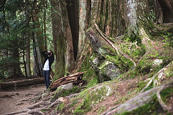 nature photographer, clicking, forest, chopped, tree, adventure, branch, camera, equipment, green, jacket
