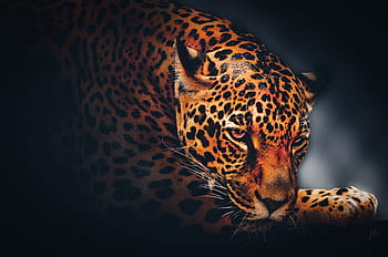tapeta na zeď, Pozadí, jaguár, volně žijících živočichů, zvíře, leopard, Příroda, safari, divoký, exotický, kočka