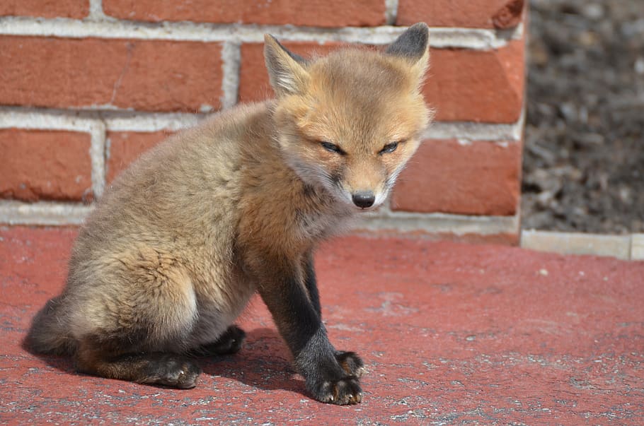 fox, kits, family, brothers, animal, love, adorable, nature, wild, wildlife, brick