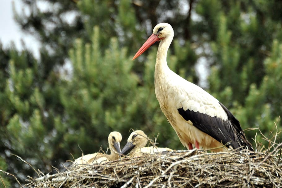 stork, ciconia, cigogneau, wader, birds, volatile, nest, plumage, pen, nature, beak