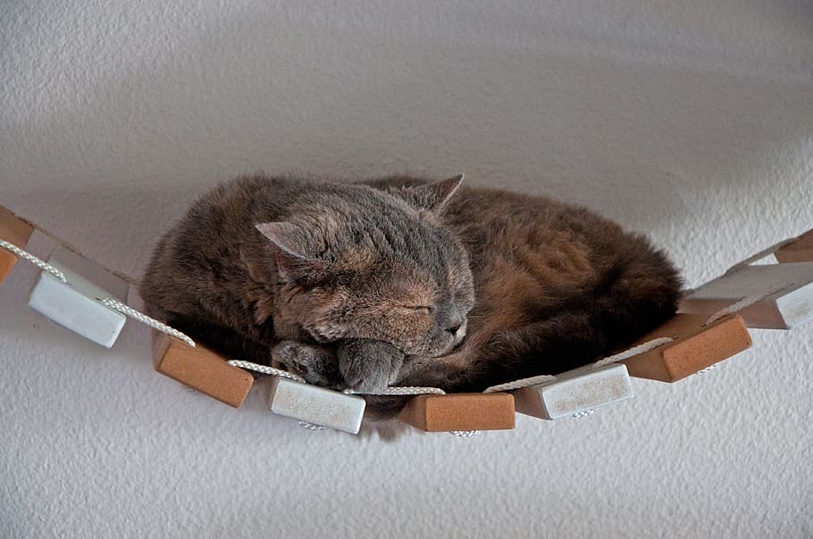 cat, lying, suspension bridge, animal, selkirk rex, british shorthair, pet, cute, sleep, cat wall, wall