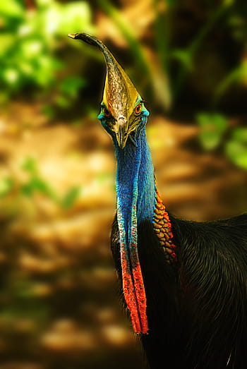 cassowary, pták, Příroda, zvíře, zobák, volně žijících živočichů, divoký, Pírko, venkovní, majestátní, křídla