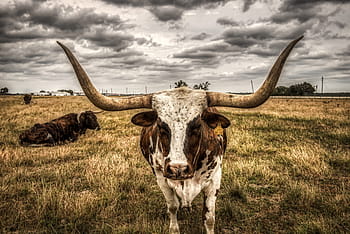 longhorn, steer, cattle, animals, sunset, dusk, closeup, meadow, field, pasture, ranch