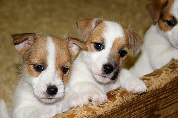dog, pet, baby, jack russell, puppy