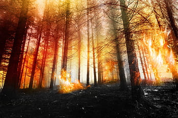 forest, fire, wood, hot, smoke, heat, trees, orange, flame, destruction, embers
