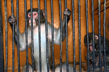 animal, ape, cage, canine, captivity, cell, depression, despair, disappointment, escape, grief