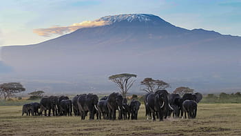 Afrika, Keňa, amboseli, safari, živočišného světa, divočina, Příroda, národní park, krajina, savany, slon