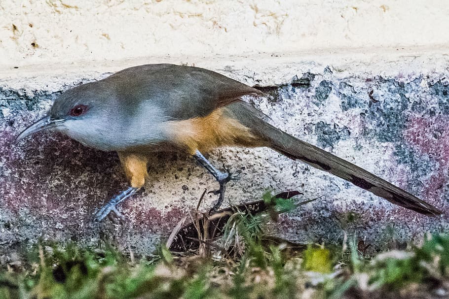 cuba, artemisa, arriero, bird, birding, nature