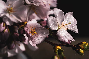 cherry blossoms, branch, pink, spring, cherry blossom, nature, bloom, sakura, ornamental cherry, drop of water, dew