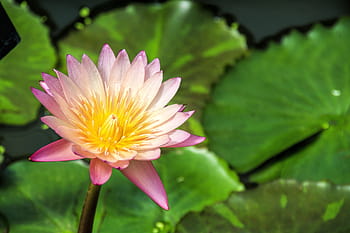 nymphaea, -, tropic sunset, sunset., lily, lotus, water, park, gardens, leaf, reflection