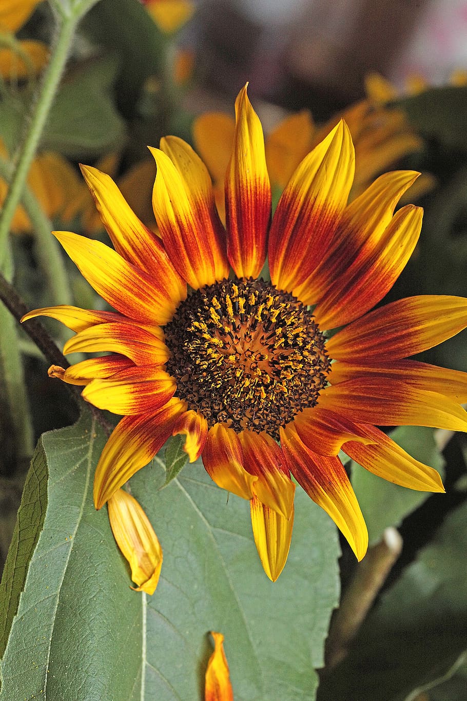 girasole, fiore, fiori gialli, estate, polline, stami, i petali, flora, fioritura, verde, la radice