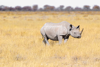 rinoceronte, estepe, grama, safari, paquiderme, grande jogo, paisagem, áfrica, áfrica do sul, região selvagem, animais selvagens