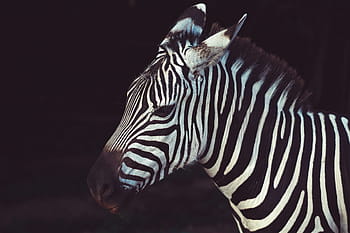 zebra, stripes, black, white, animal