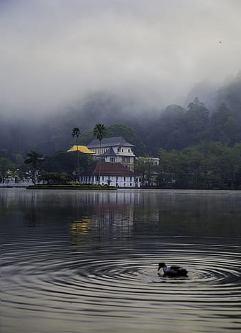 Srí Lanka, sri dalada maligawa, chrám relikvie zubů, kandy, mlha, buddhista, relikvie, buddhismus, Asie