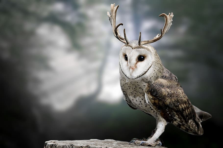 nature, animal world, animal, bird, owl, antler
