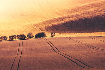 colinas sem fim, cereais, milho, tcheca, orelhas, europa, agricultores, campo, campos, grãos, colinas