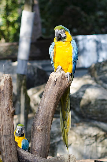papoušci, zoo, pták, tropický, exotický, Příroda, Papoušek, izolovaný, žlutá, modrý, ilustrace