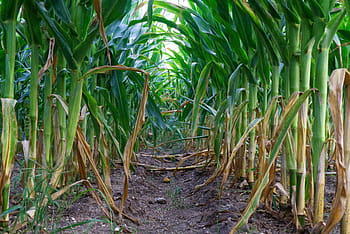 Mais, cibo, pianta, verde, verdure, campo, agricoltura, coltivazione, tunnel, viale, salutare